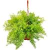 Bonplants Asparagus Sprengeri, Asparagina Cespugliosa e Profumata, Pianta da Interno ed Esterno, Vaso 19 cm, Altezza 40 cm, Origine Sud Africa