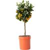 Plant in a Box - Citrus Calamondin - Vaso 19cm - Altezza 55-65cm