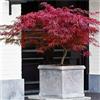 Vivaio di Castelletto Acero Rosso Giapponese Acero Palmatum Dissectum Firecracker in vaso ø22 cm Vivaio di Castelletto
