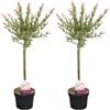 Bloomique - Set di 2 - Salix integra 'Flamingo' - Salice variegato - Pianta da giardino - Resistente al freddo - Alta 60-80 cm - Vaso da 17 cm