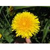 Generic 80 Graines de PissenLIT (Tara xacum Officinalis) G1 96 Graines de Pissenlit Semilla