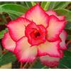 Generic 20 semi freschi Adenium Obesum Desert Rose Raro www GIALLO-SUNRISE us-