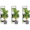 Bloomique - Set di 3 - Hydrangea macrophylla Wudu - Ortensia - Ortensia da giardino - Piante da giardino - Resistente al freddo - Alte 20-30 cm - Vaso da 10,5 cm