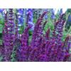 Generic Sauge des bois - 200 graines - Salvia Nemorosa - Frise occidentale - Fleur vivace