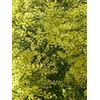 Pianta Di Acacia Dealbata Pianta Albero Acacia Dealbata Astone Di Mimosa
