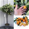 SAVINI VIVAI L'ARTE DI FARE NATURA SAVINI VIVAI Pianta di Kumquat Mandarino Cinese Albero di Agrumi Kumquat in Vaso da 24 cm Altezza 90-110 cm 3-4 Anni di innesto Made Italy