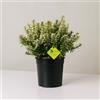 Plantì EUONYMUS JAPONICUS MICROPHYLLUS Arbusto sempreverde da esterno, vaso da 19 cm. Piante vere per giardino e terrazzo con foglie bianche bordate. 6 mesi di concimazione inclusi (Albo).