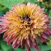 Generic 50 Semi di Sahara Mix Rudbeckia