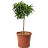 KENTIS - Prunus Persica - Pesco Nano - Piante Vere da Esterno - Pianta da Frutto da Giardino - Vaso da Coltura Ø 24 cm