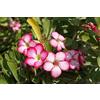 Generic Semi di germinazione: semi di Adenium Desert Rose Arabicum Singbhuri Frais Nouveau Rare