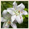 Generic Bulbi Lilium, I Colori brillanti sono éléganti e carini, Grande fleur d'amour carino-2.5Bulbis
