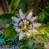 le Georgiche Vivai le Georgiche - Pianta vera di Passiflora edulis Maracuja, Frutto della passione, Granadilla viola - vaso Ø 19 cm - altezza alla vendita 60-80 cm