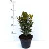 Gasa Pianta di Alloro Laurus nobilis su vaso cm 14 in confezione da 2 piante