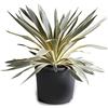 POWERS TO FLOWERS - YUCCA GLORIOSA CITRUS, VASO 20CM DIAMETRO, pianta vera