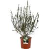 Vivaio Garden Forest, Myrtus communis Tarentina - Mirto mediterraneo compatto per siepi basse, Foglie aromatiche, Fiori profumati bianco crema sfumati rosa, Bacche bianche decorative