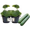 P. Piantine da Orto | Zucchino, pack da 2 piante, Pianta Pronta per il Trapianto, Pianta Vera da Orto, da Balcone e da Esterno, Vivaio Italiano