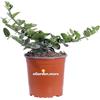 eGarden.store - Pianta vera di Carissa Macrocarpa Grandiflora - Altezza pianta: 15 cm Diametro vaso: 17 cm - Pianta con fiori grandi e profumati frutti commestibili resistente e facile da coltivare