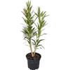 GENERICO Pianta di OLEANDRO MIX per siepi e barriere COLORI MIX vaso18 h80cm FOTO REALE AMDGarden