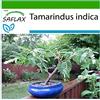SAFLAX - Tamarindo/Dattero dell'India - 4 semi - Con substrato - Tamarindus indica