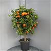 SAVINI VIVAI L'ARTE DI FARE NATURA SAVINI VIVAI Pianta di Clementino Albero di Agrumi Clementino Comune in Vaso da 35 cm Altezza 150-180 cm 6-7 Anni di innesto Made Italy