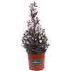eGarden.store Pianta vera di Leptospermum Scoparium o Manuka varie colorazioni cespuglio fiorito ornamentale da esterno per giardino, terrazzo e balcone venduta da eGarden.store (Bianco)