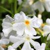 Arborix 12 unità Phlox Subulata 'Calvides White' - Muschio di Phlox 'Calvides White' Vaso 9x9cm ±1 m² - Phlox con Fiori Bianchi e Crescita Bassa