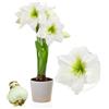 DUTCH BULBS EXCLUSIVE PLANTS FROM HOLLAN Bulbi di Amaryllis White Star - Bulbi Fiori in grande formato 26/30-1 Pezzo - Piante e Fiori Esclusivi dall'Olanda - Autentici Hippeastrum (non semi, senza cera e non artificiali)