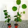 Generico Kiwi, 2 piante alte 40/60 cm, vaso 13, Actinidia Deliciosa