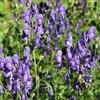 SVI Monkshood- Aconitum Napellus- 25 semi