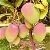 Vivai Decandia Giovanni PIANTA DA FRUTTO TROPICALE Compatible with MANGO KENT in vaso 20 età 2/3 anni (foto reali)