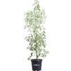 eGarden.store Pianta di Cinnamomum Camphora o Canfora Albero pianta ornamentale da esterno pianta veraper siepi o cespugli venduta da eGarden.store (Vaso 30 cm)