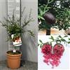 SAVINI VIVAI L'ARTE DI FARE NATURA SAVINI VIVAI Pianta di Limone Caviale Rosso Albero di Agrumi Finger Lime Limone ad Alberello in Vaso 20 cm alta 50-70 cm 2 Anno di Innesto Made Italy
