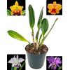 POWERS TO FLOWERS - CATTLEYA PIANTA ADULTA, VASO 15CM DIAMETRO. FIORITURA GARANTITA IN 6MESI, pianta vera