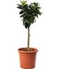 KENTIS - Pianta di Pero Nano - Pyrus Communis - Piante Vere da Esterno - Alberello da Frutto - Vaso da Coltura Ø 24 cm