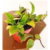 POWERS TO FLOWERS - HOYA SUNRISE, VASO 12CM DIAMETRO, Pianta vera