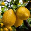 Vivai Decandia Giovanni PIANTA DI LIMONE 4 STAGIONI NANO in vaso 20 (foto reali)