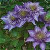 le Georgiche Vivai le Georgiche - Pianta vera di Clematis Multi Blue Clematide 'Multi Blue' - vaso Ø 15 cm - altezza alla vendita 40-60 cm