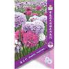 Generic Armeria maritima (mista) * 1 confessione de 50 & # 39; s (pz) * rosa mare * Hardy perenne * parsimonia * Fleur Samen : 3 pacchetti