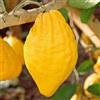 Vivai Decandia Giovanni PIANTA DI CEDRO (Citrus Medica) in fitocella - età 2/3 anni (foto reali)