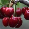 Generic (Ciliegia Rossa) Semi Di Ciliegio - 20 Pezzi Semi Di Ciliegio Dolce Arbusto Prunus Cerasus Semi Di Ciliegio