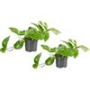 Bloomique - Set di 2 - Epipremnum aureum - Pothos - Pianta ricadente - Adatta anche come rampicante - Pianta da interno - Purifica l'aria - Facile da curare - Alte 15-20 cm - Vaso 12 cm