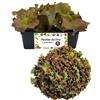 P. Piantine da Orto | Lattuga Lollo Rossa, Pianta da Orto o Balcone Pronta al Trapianto, Kit da 9 Piantine, Pianta Vera da Esterno, Vivaio Italiano