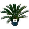 VIVAI DEL SOLE Cycas Revoluta Pianta ornamentale da esterno prodotta da Vivai del Sole vaso diametro cm 24