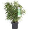 Bloomique - Fargesia Rufa - Pianta di bambù - Pianta da giardino - Piante da balcone - Resistente - Non Invasivo - Altezza 70-90 cm - Vaso 23 cm