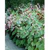 Generic 15 Graines de Begonia Rustic (Begon ia grandis evansiana) W55 Graines de bégonia dures