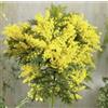 GT BIO Mimosa Terre di Romagna. Acacia dealbata pianta in vaso 2 litri 60cm