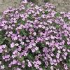 Generic Saponaria ocymoides generico - Saponaria - 500 Semi
