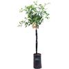 eGarden.store pianta di mandarino Satsuma Miyagawa albero di agrume varietà Satsuma Miyagawa età 2 anni in fitocella pianta vera venduta da eGarden.store