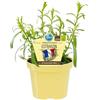 exotenherz Dragoncello francese di qualità biologica - Artemisia dracunculus - Pianta di erbe in vaso da 12 cm