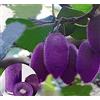 Generic Semi di kiwi viola confezione da 100 semi